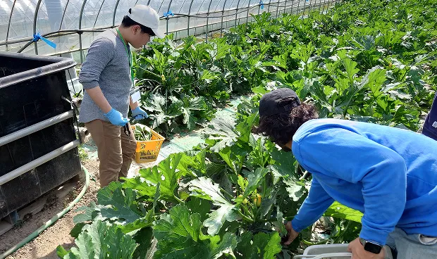 収穫体験の様子